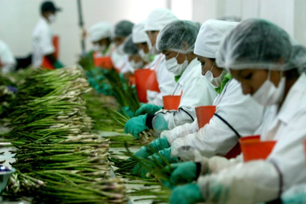 El estado se colocó como una de las cinco entidades con mayor aumento en el valor de sus exportaciones, como la participación dentro del sector agricultura