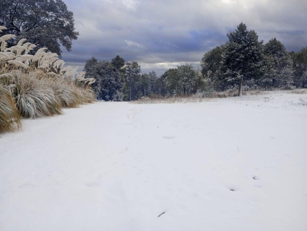 Vegetación congelada e indumentaria para cosecha envuelta en hielo, era lo que se observaba en los campos agrícolas de la costa de Hermosillo el pasado lunes