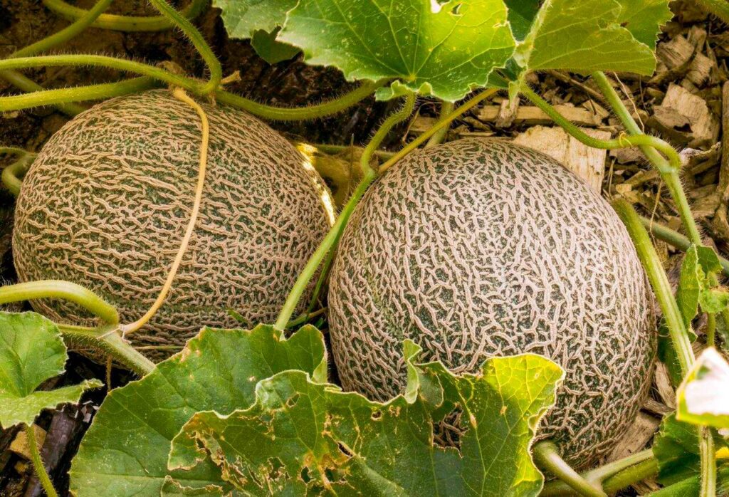 La Secretaría de Agricultura y Desarrollo Rural informó que la producción primaria y el empaque de melón en Guaymas, salieron negativos a todo tipo de microorganismos patógenos