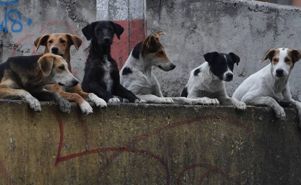 El parlamento de Corea del Sur aprobó una legislación histórica que prohíbe el consumo de carne de perro, práctica realizada por siglos en el país
