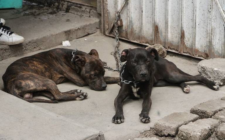 Durante el 2023 se aplicaron más de 400 multas a dueños de mascotas por incurrir en faltas administrativas en omisión de cuidado