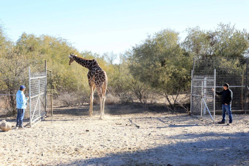 El animal habría excedido su límite de edad, que es entre 20 y 25 años, falleciendo a los 27 años tras formar parte de los atractivos del centro en la capital sonorense